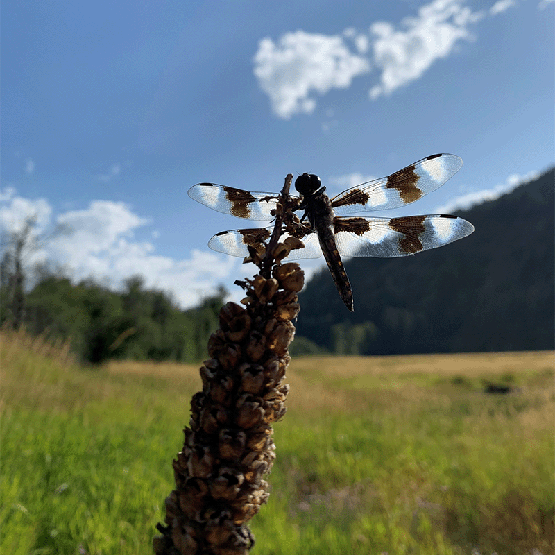 Dragonfly on an MFA site in Idaho