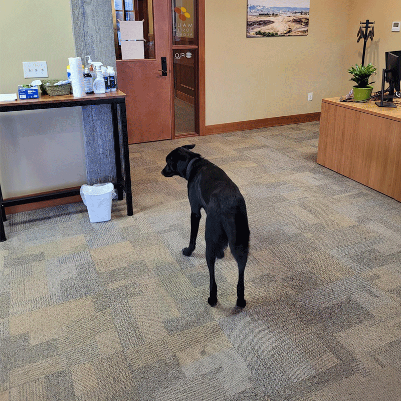 Dog standing in a room.