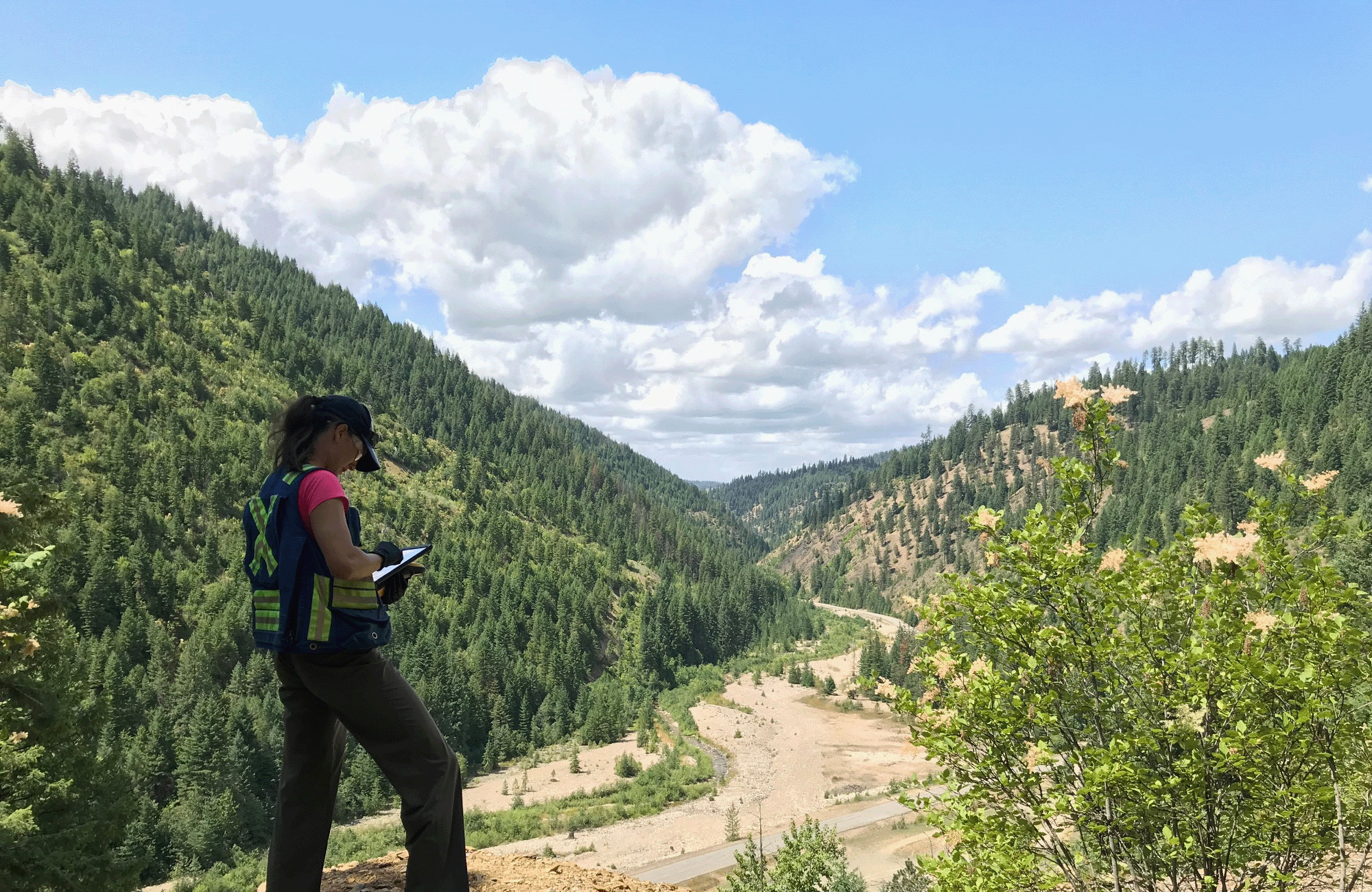 Scientist conducting a study on a hillside.