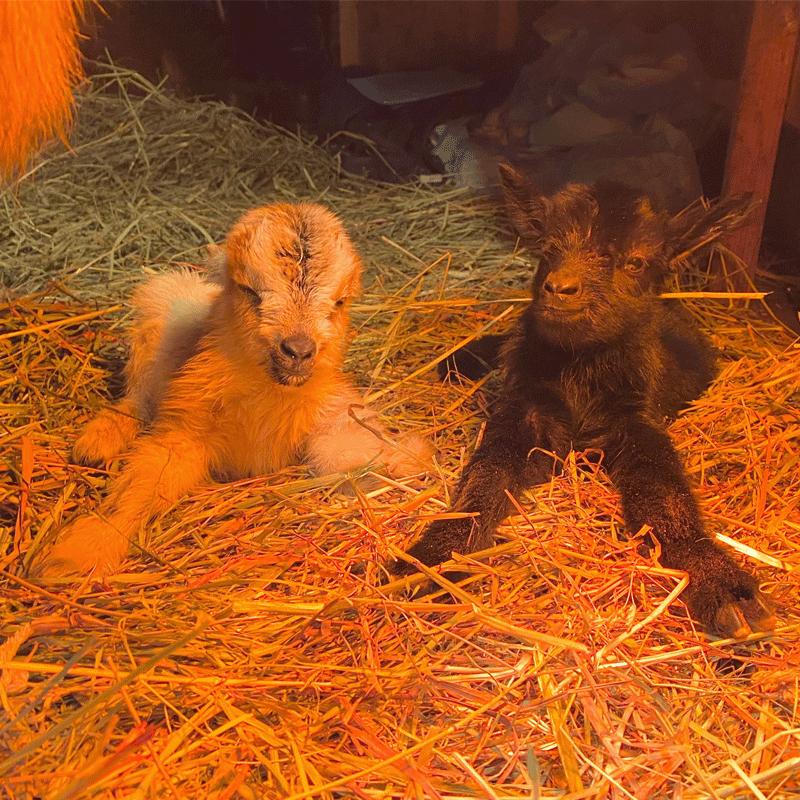 Two farm animals in a barn.