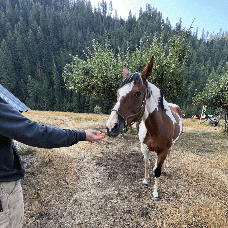 Horse in a field.