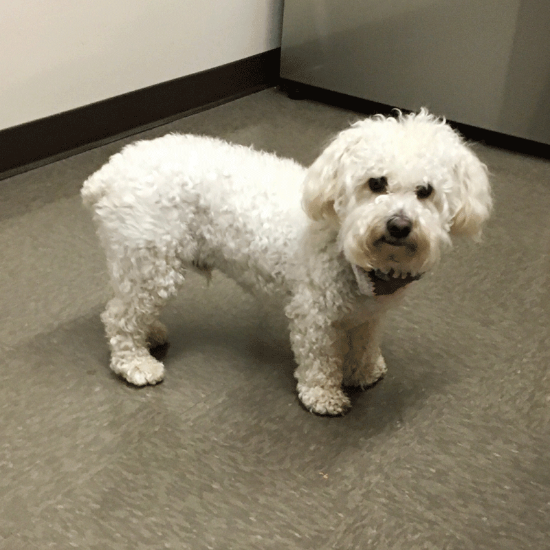 Dog standing in a room.