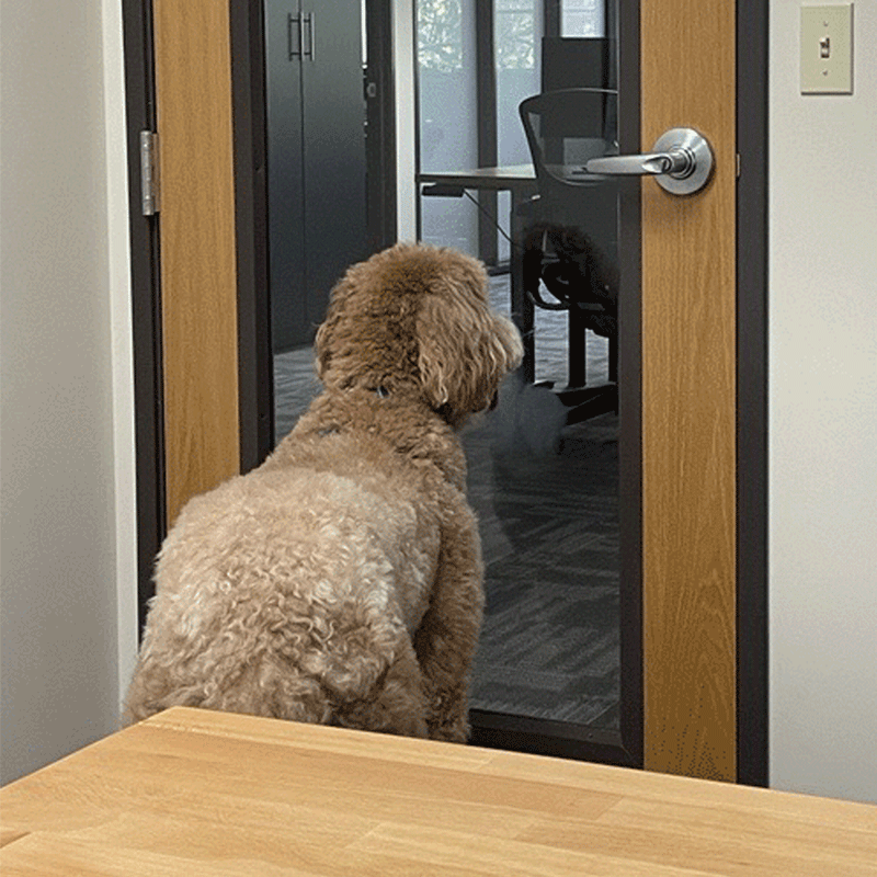 Dog looking out of a window.