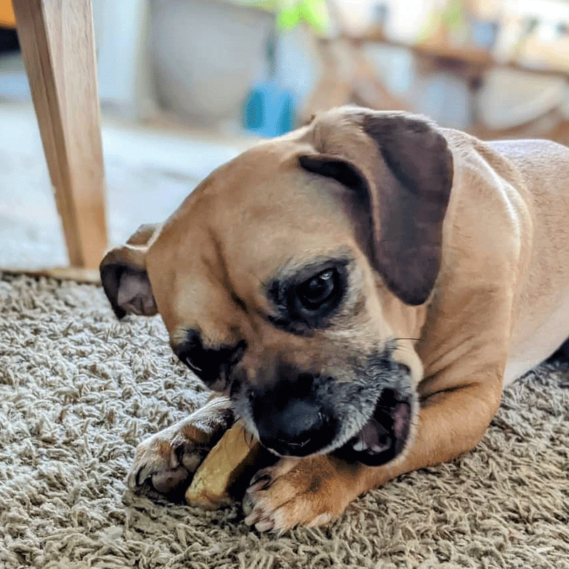 Dog laying on the floor.