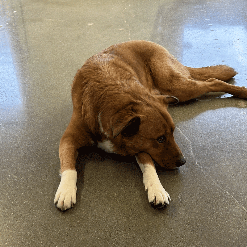 Dog sitting on the floor.