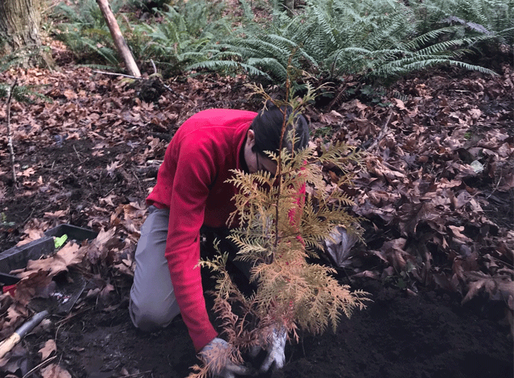 Volunteer in the forest