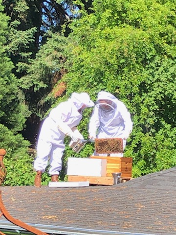 beekeeping